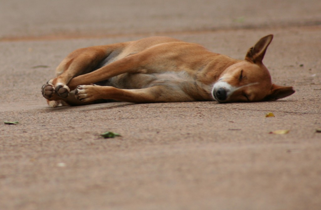 Dog sleeping in the road