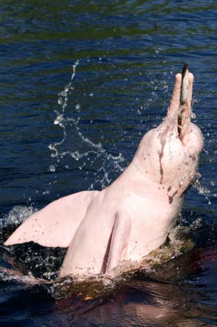 Pink dolphin breaching