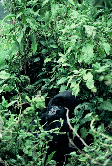 It was difficult to photograph the gorillas as they often were surrounded by tall vegetation.