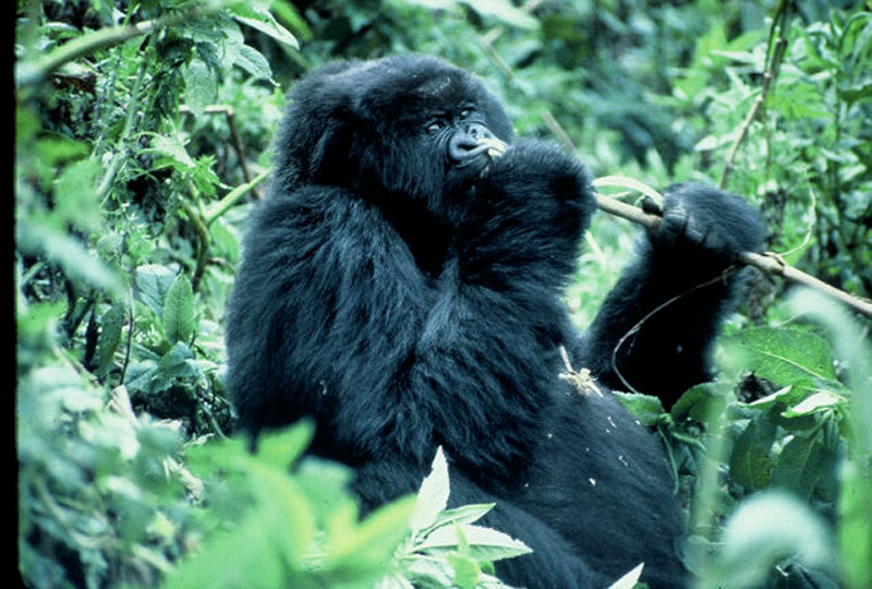 Gorillas spend most of their day either eating or foraging for food.